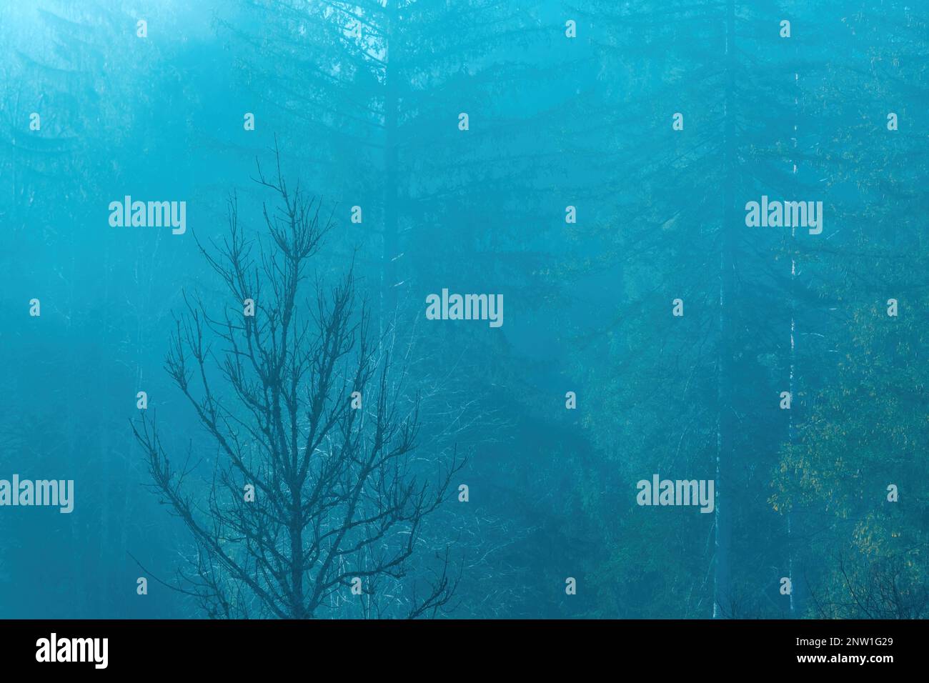 Albero morto nella nebbia mattutina, paesaggio d'atmosfera con spazio copia Foto Stock
