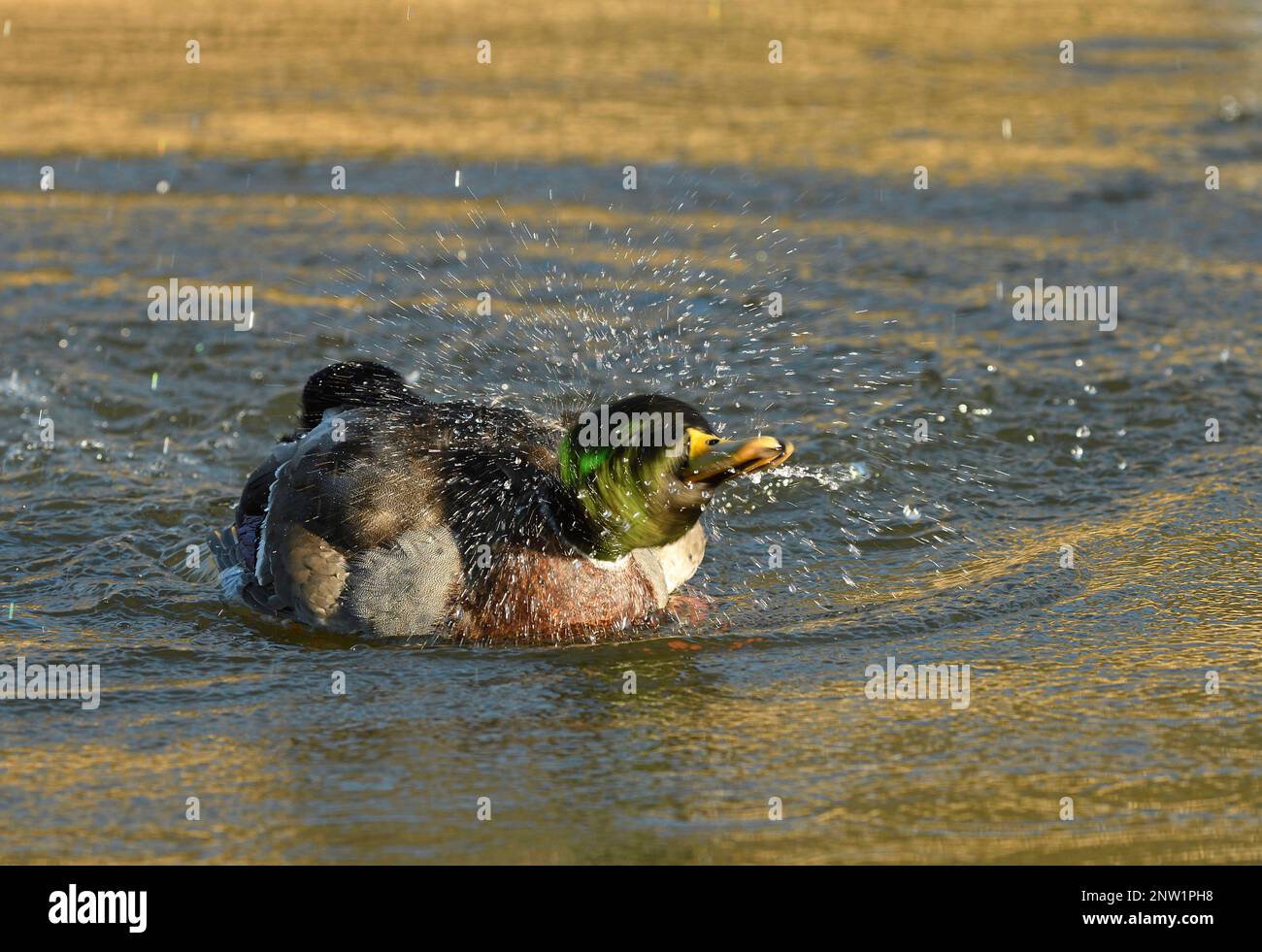 Mallard (Anas platyrhynchos) drake maschio, bagnando, scuotendo l'acqua dalla testa, Gloucestershire, Inghilterra, gennaio. Foto Stock