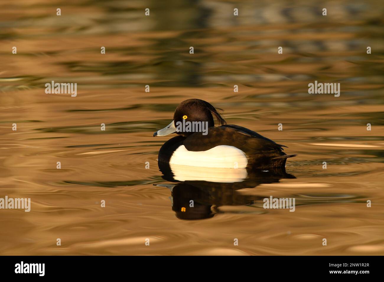 Tufted Duck (Aythya fuligula) maschio drake che riposa sulla superficie d'acqua dorata, Gloucestershire, Inghilterra, gennaio. Foto Stock