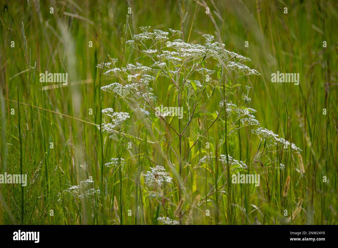 Pianta bianca fiorita tra erba verde alta. Foto Stock