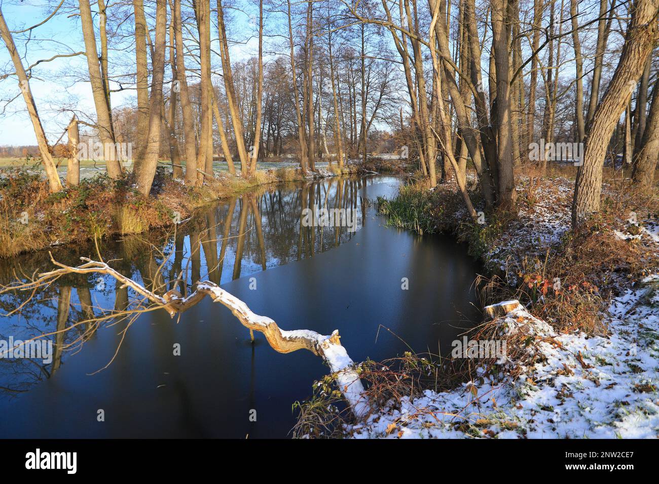 Un flusso e neve in inverno nella foresta di Spree, Germania Foto Stock