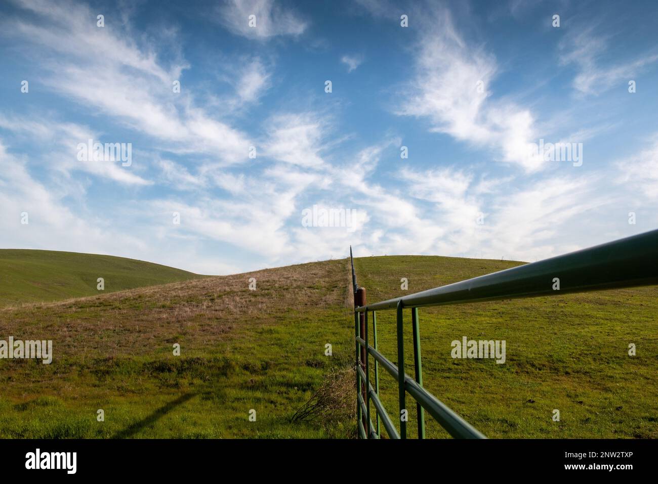 Vista panoramica di un pascolo presso il Ranch Rush Open Space, Fairfield, California, Stati Uniti d'America, con il verde erba invasiva che dura solo un paio di settimane Foto Stock