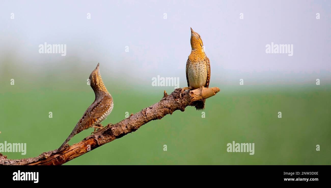 La torquilla Jynx Wryneck siede su un ramo e attrae una femmina, la foto migliore. Foto Stock