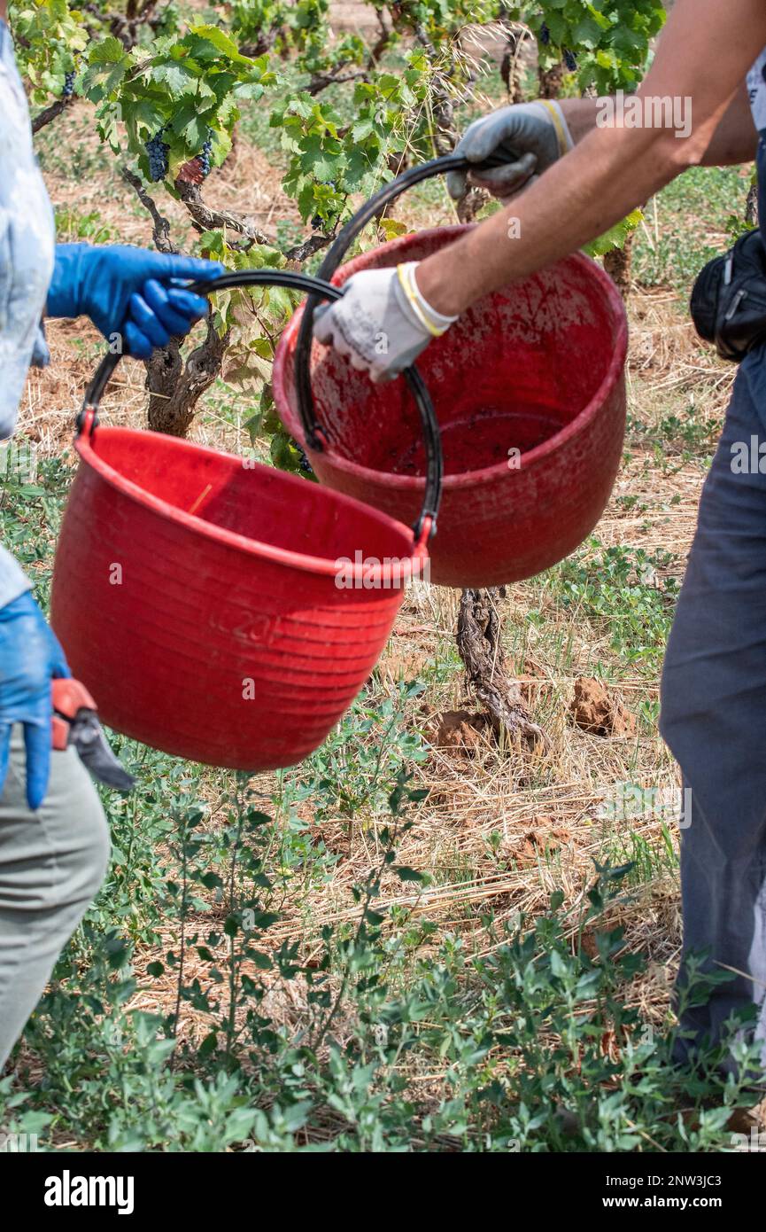 Vignaioli che si scambiano secchi durante la stagione del raccolto in Manduria, Puglia, Italia Foto Stock