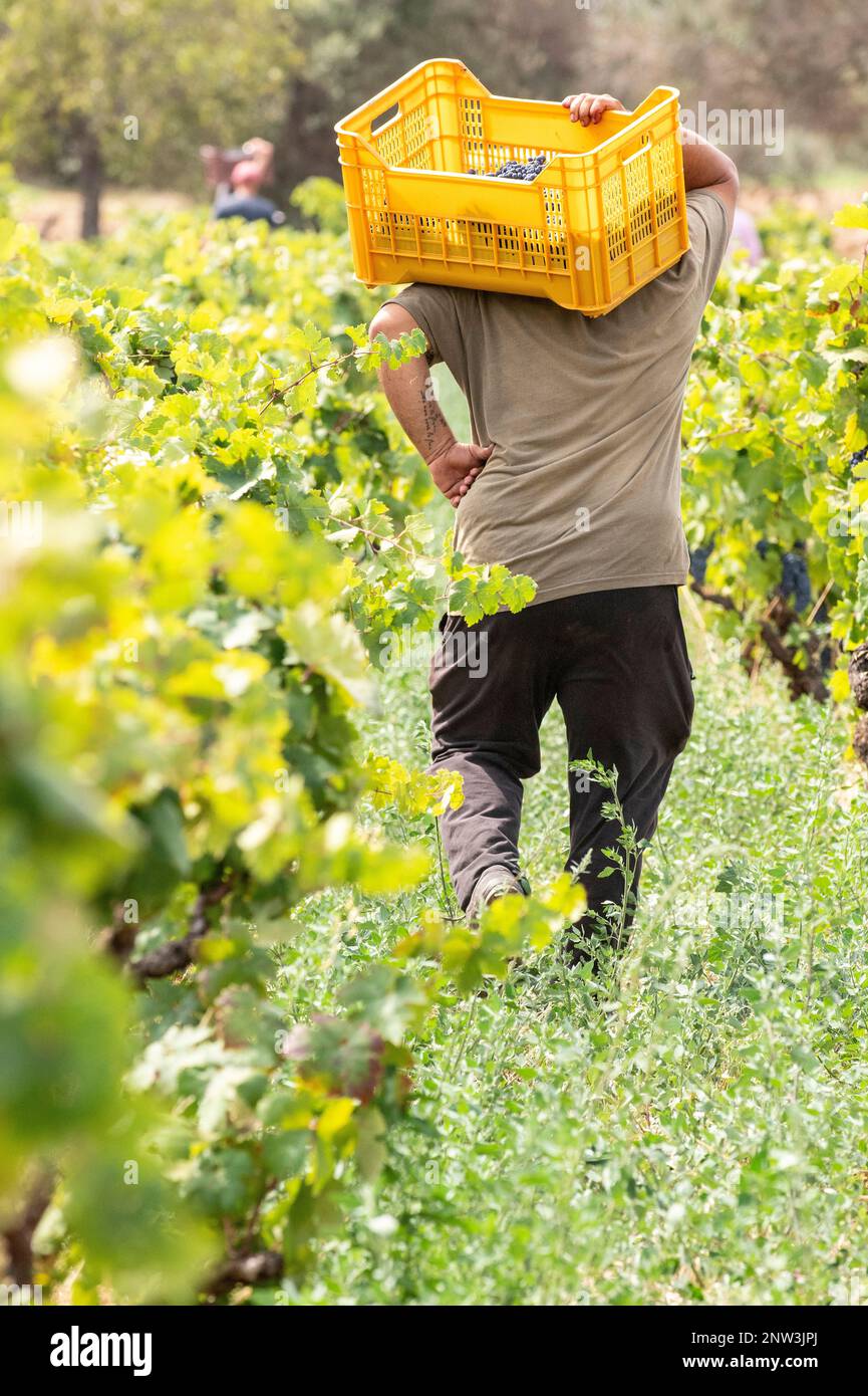 Lavoratore maschio che cammina in vigna e porta una scatola di uve raccolte presso la tenuta Gianfranco fino, Manduria, Puglia, Italia Foto Stock