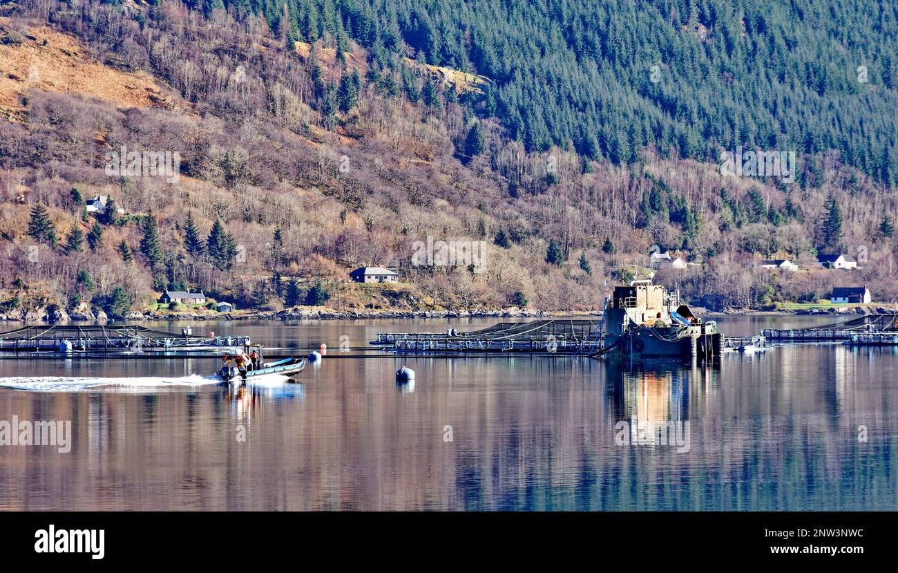 Loch Duich West Coast Scotland una piccola barca gonfiabile che visita le reti di allevamento di salmone Foto Stock