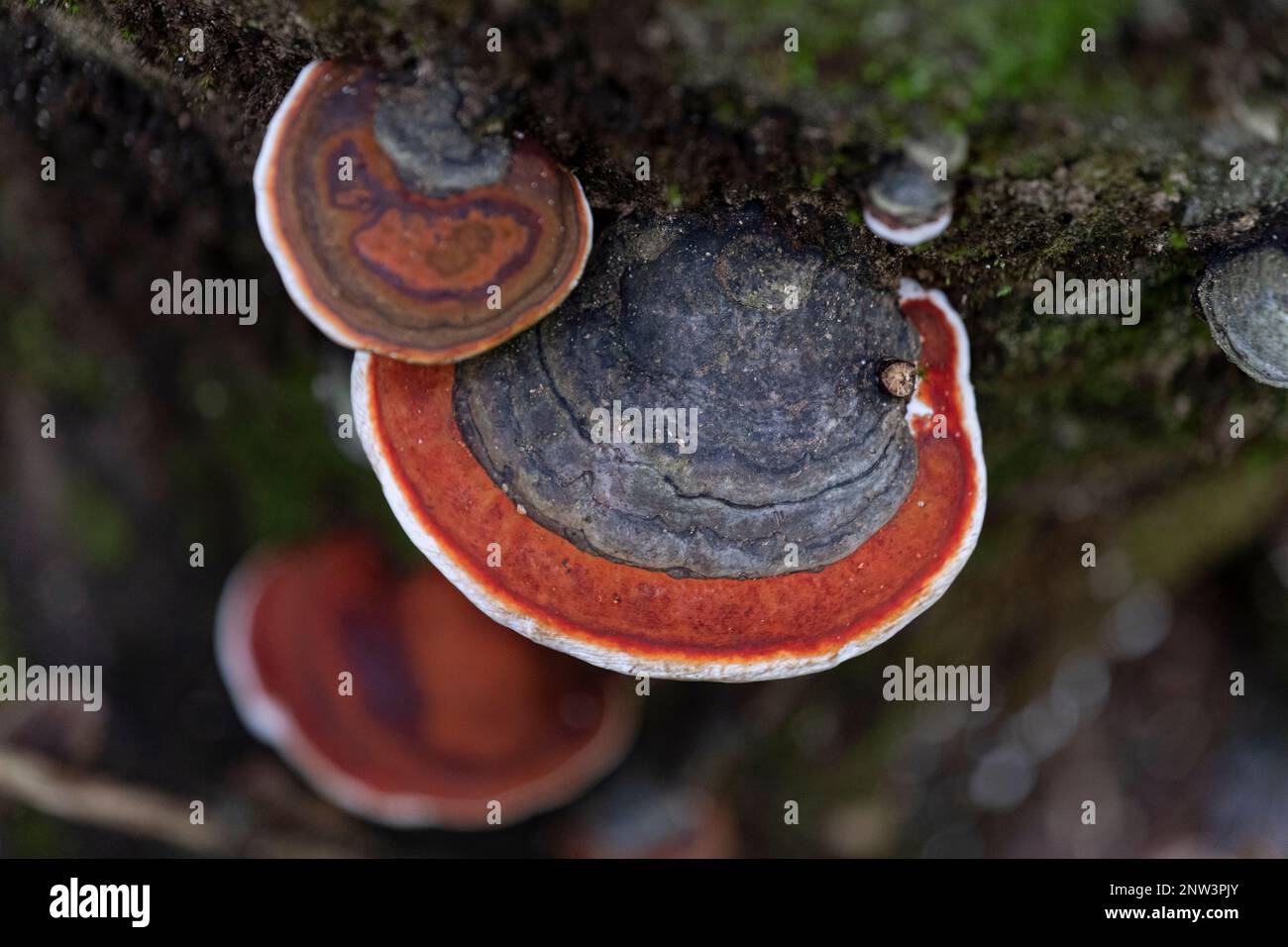 Un gruppo di funghi porcini con cintura rossa (Fomitopsis pinicola) Foto Stock