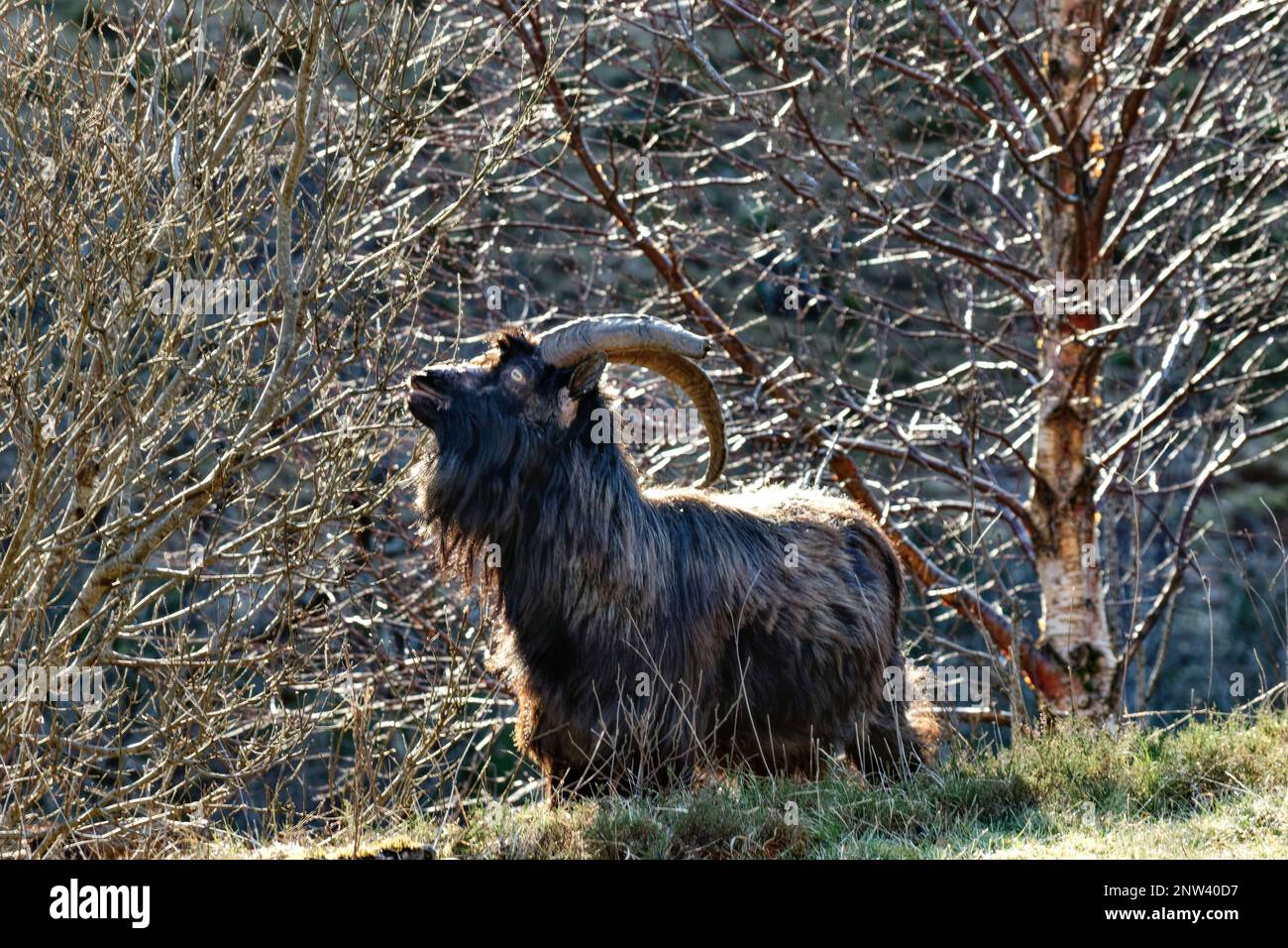 Wild Goat West Coast Scotland capra maschio al pascolo arbusti e ramoscelli sulla strada Foto Stock