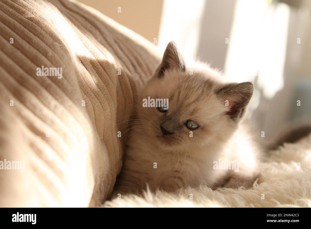 Britisch Kurzhaar Katze a häuslicher Umgebung. Foto Stock
