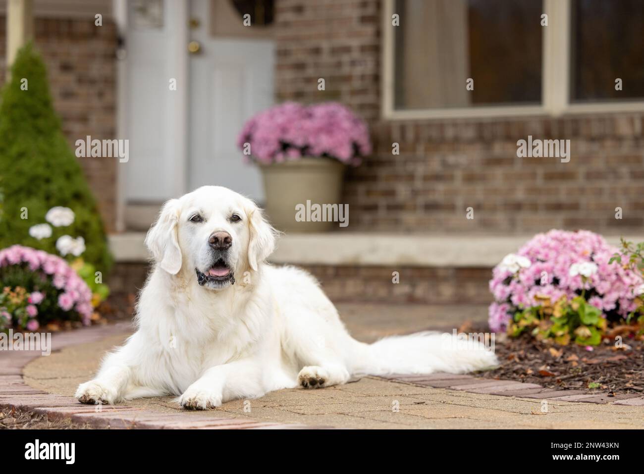 Un riprovatore d'oro della crema inglese su un percorso del mattone con i fiori del mauve Foto Stock