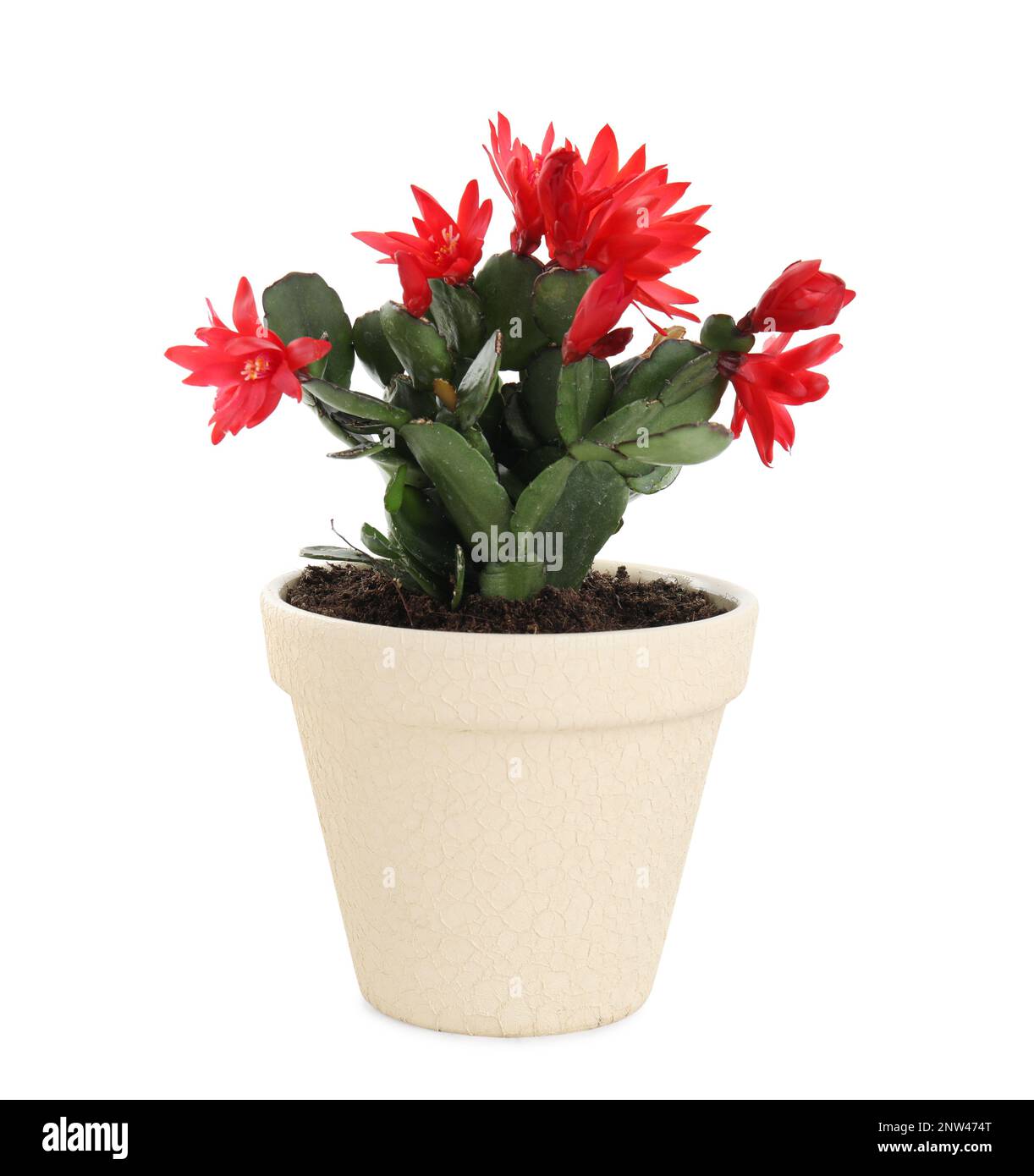 Bel rosso Schlumbergera (cactus di Natale o del Ringraziamento) isolato su bianco Foto Stock