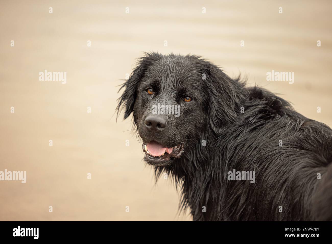 Un cane terranova nero bagnato che guarda sopra la sua spalla Foto Stock