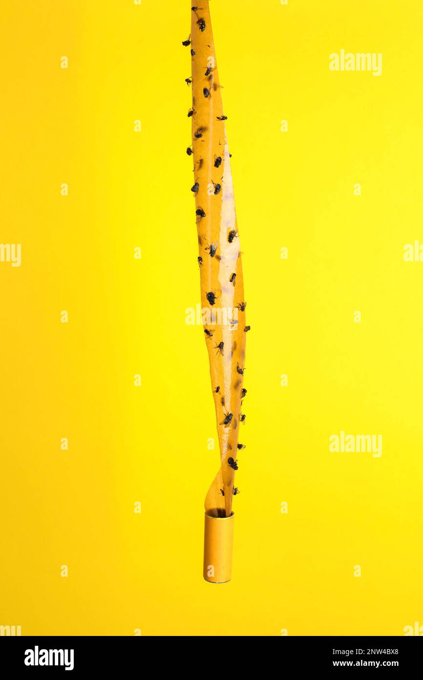 Nastro adesivo per insetti con mosche morte su sfondo giallo Foto Stock