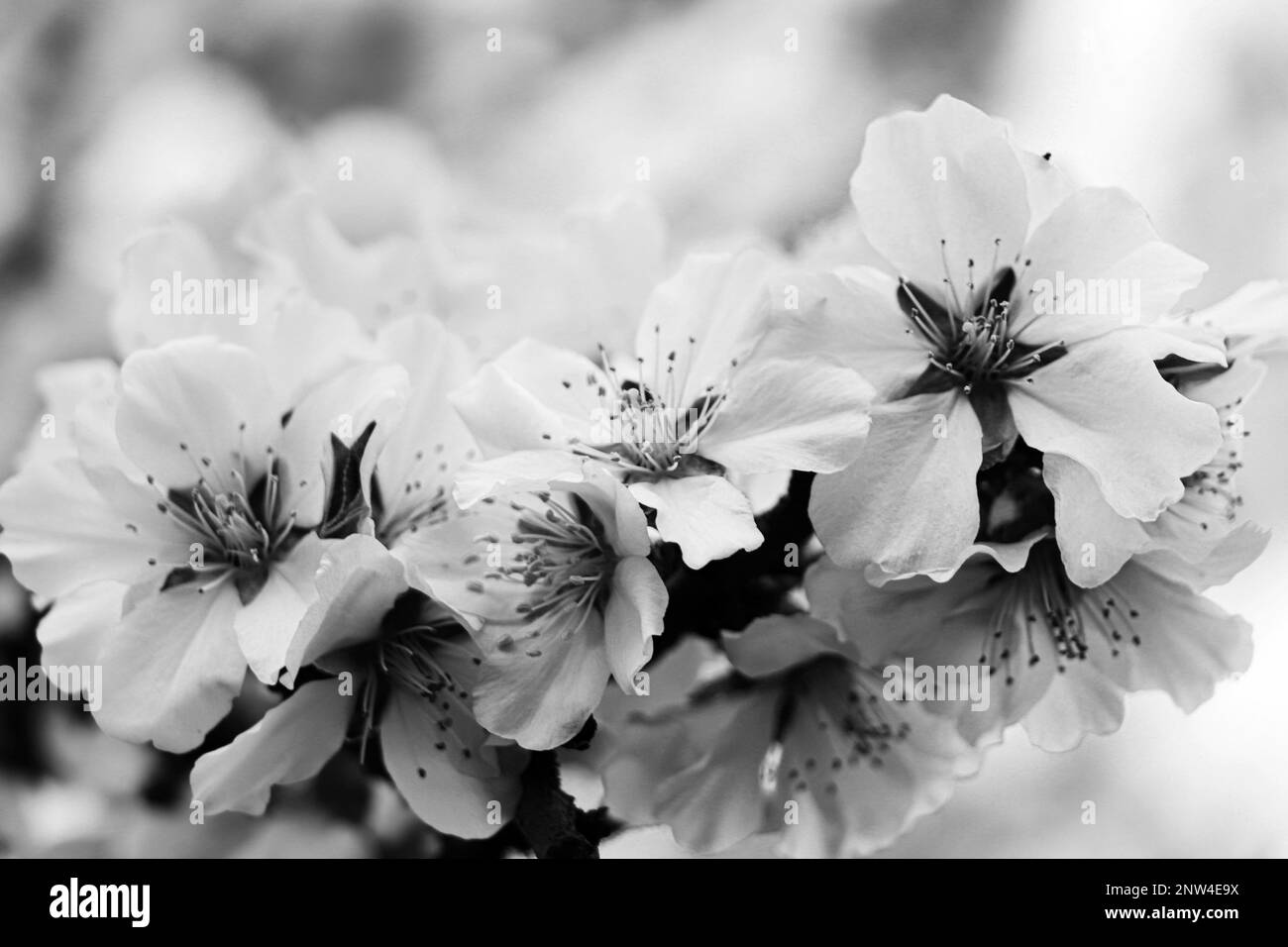 Delicati fiori di ciliegio primaverile su albero, primo piano. Tono bianco e nero Foto Stock