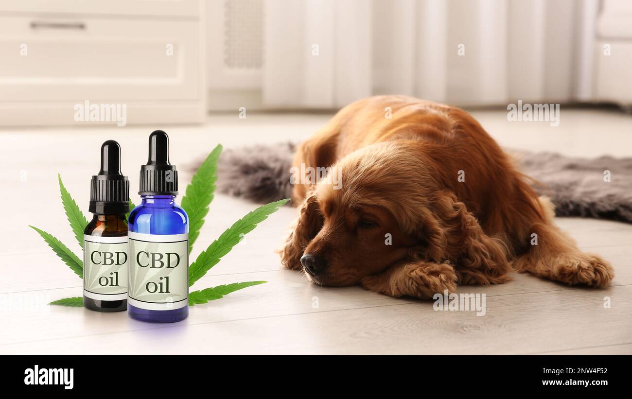 Bottiglie di olio CBD e cane carino che dorme sul pavimento all'interno Foto Stock