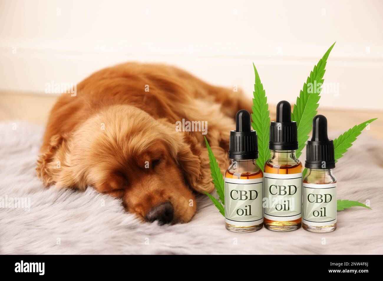Bottiglie di olio CBD e cane carino che dorme sul pavimento all'interno Foto Stock