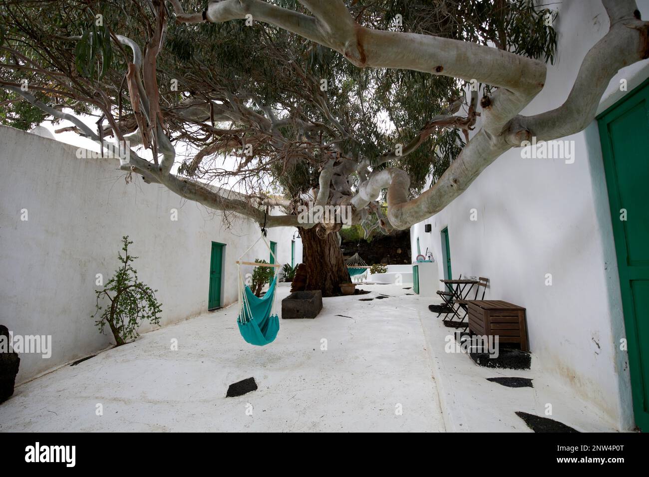 Grande albero di eucalipto nel cortile del tradizionale finca casa colonica imbiancato dimora storica a Lanzarote, Isole Canarie, Spagna il c Foto Stock