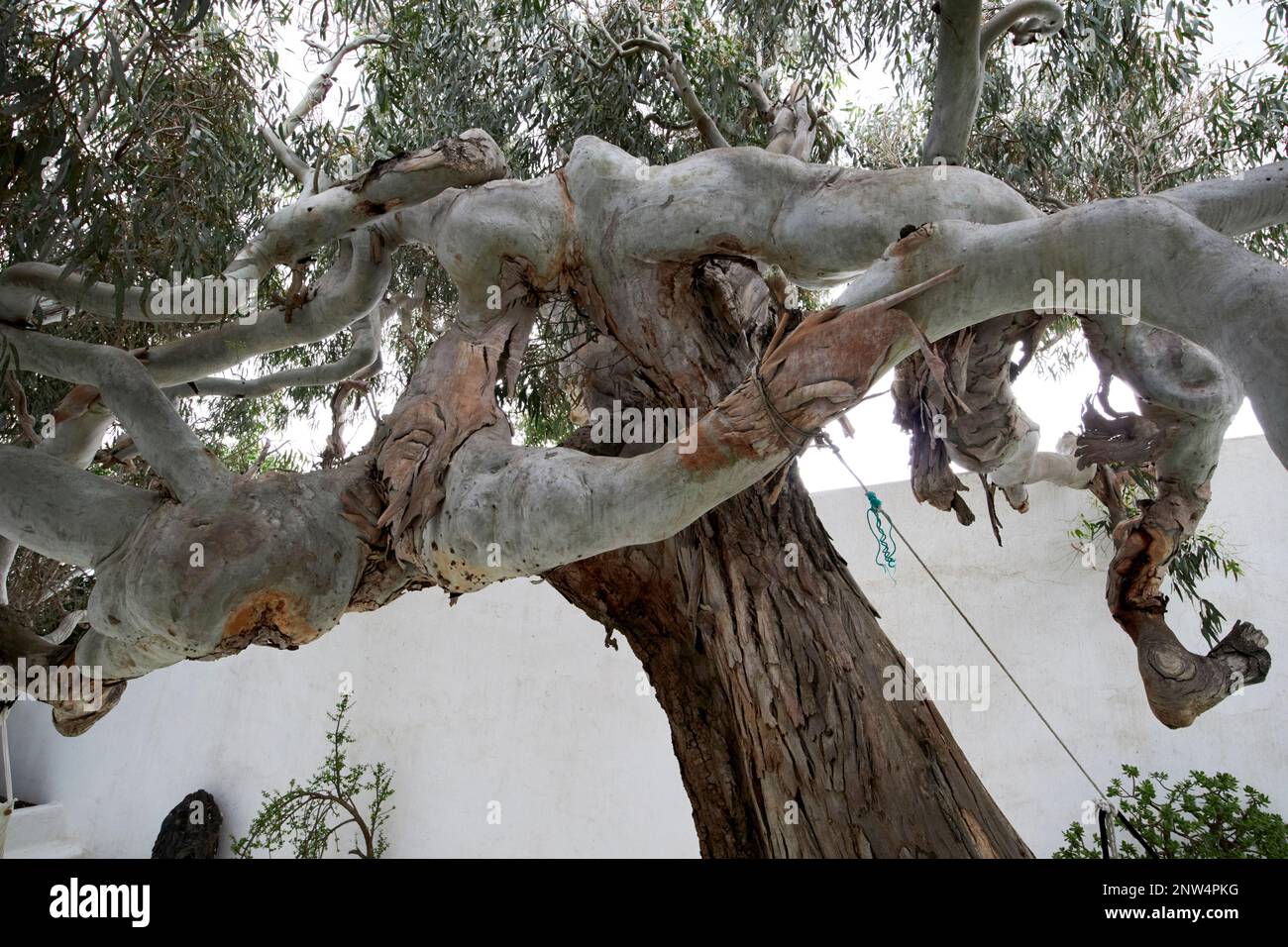 Spessi rami di vecchio grande albero di eucalipto nel cortile della tradizionale casa colonica finca imbiancato dimora storica a Lanzarote, Canar Foto Stock