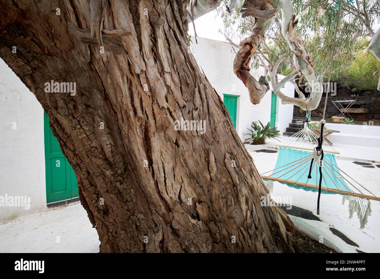 Tronco di grande albero di eucalipto nel cortile del tradizionale finca casa colonica imbiancato dimora storica a Lanzarote, Isole Canarie, Sp Foto Stock
