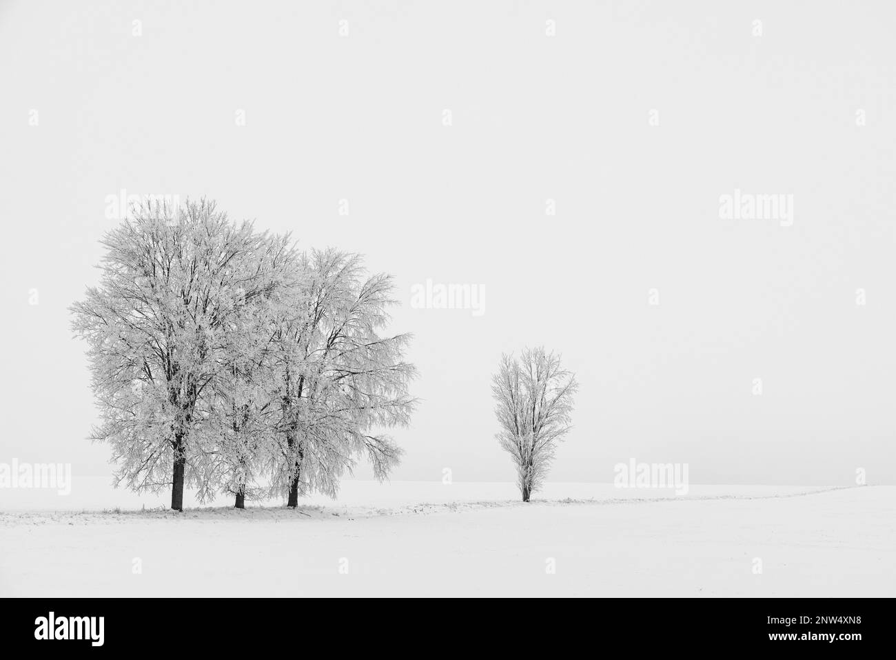 Verschneite Bäume Winterlandschaft schwarz weiss Foto Stock