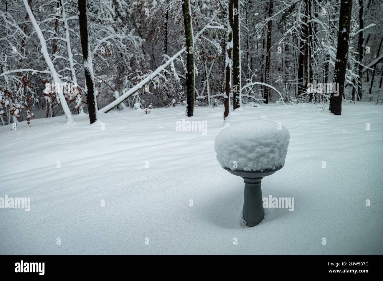 Bella scena invernale del Minnesota con alberi e bagni di uccelli coperti di neve nuova dopo una tempesta. Foto Stock
