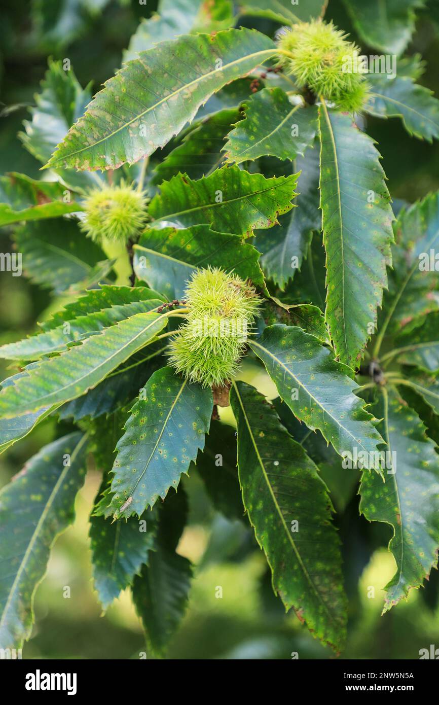 I casi di noci spiky di un castagno (Castanea sativa), il castagno dolce, o castagno spagnolo, Inghilterra, UK Foto Stock