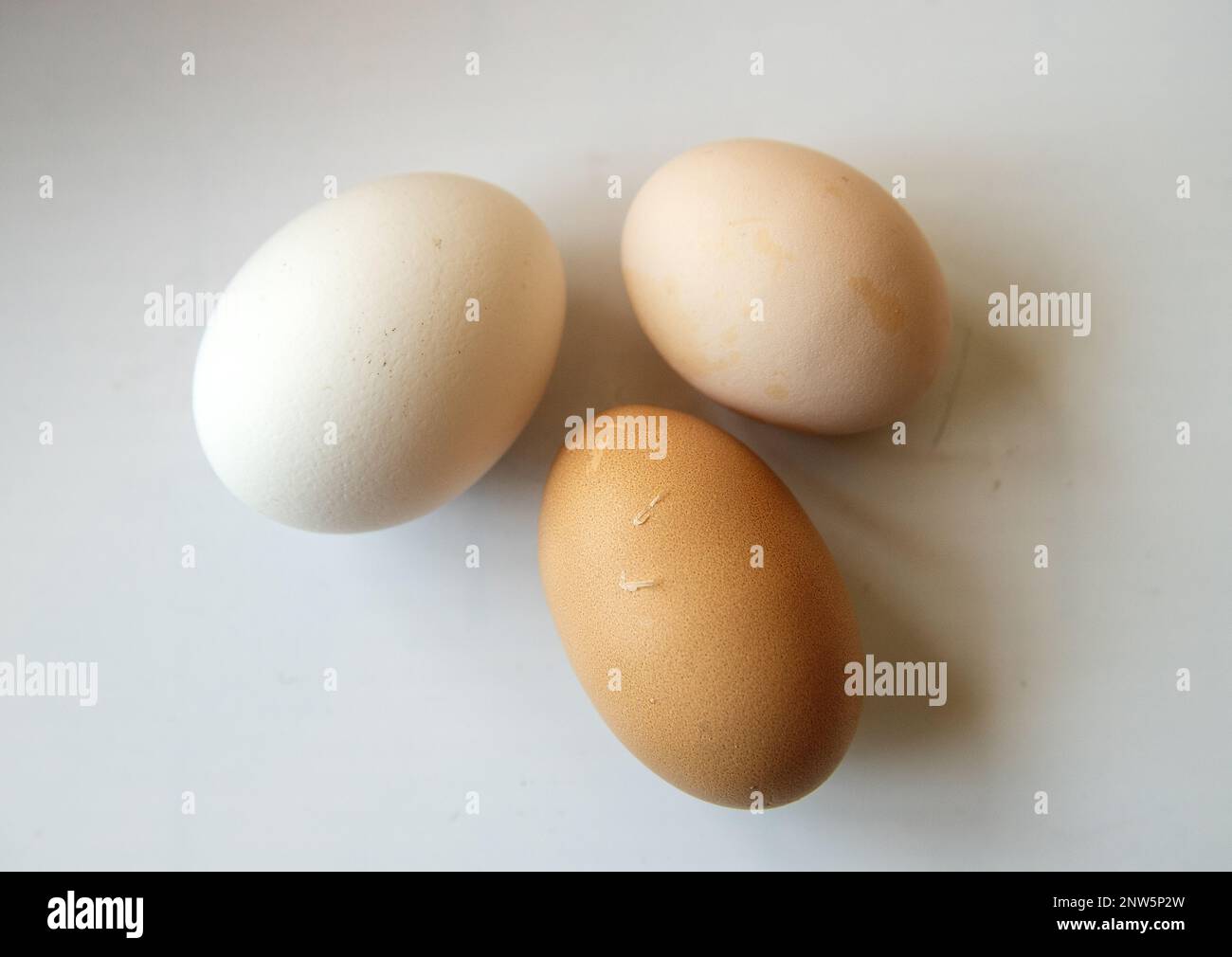 Uova di gallina su sfondo bianco Foto Stock