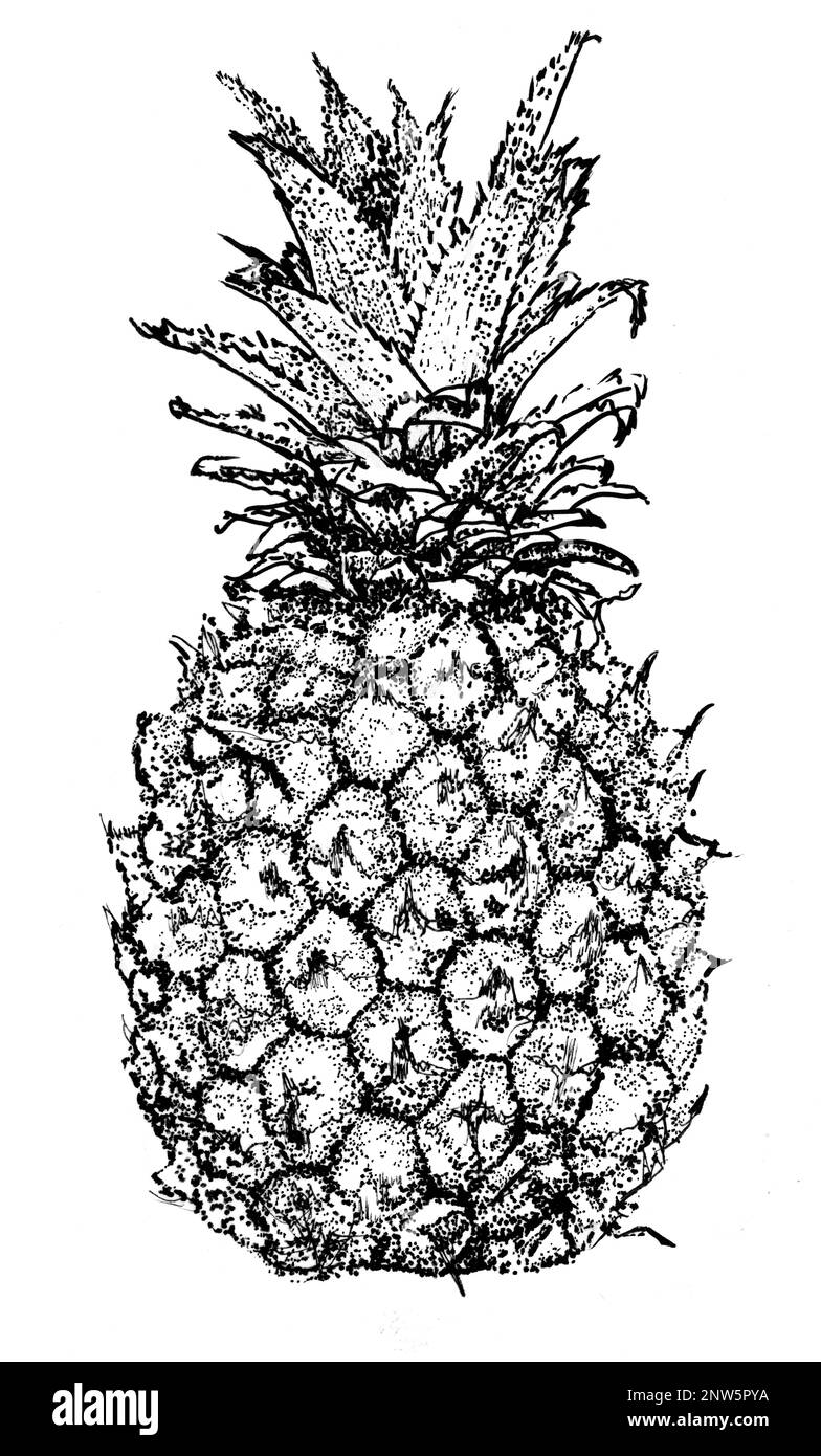 Ananas tropicale ad alta risoluzione, illustrazione dell'incisione disegnata a mano con inchiostro. Foto Stock
