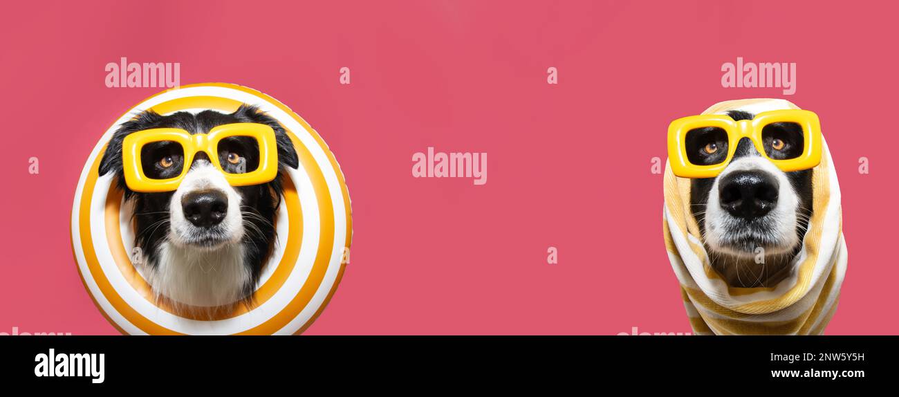 Banner divertente estate cane all'interno di un anello giallo gonfiabile un avvolto con un asciugamano. Isolato su sfondo rosa fenicottero Foto Stock