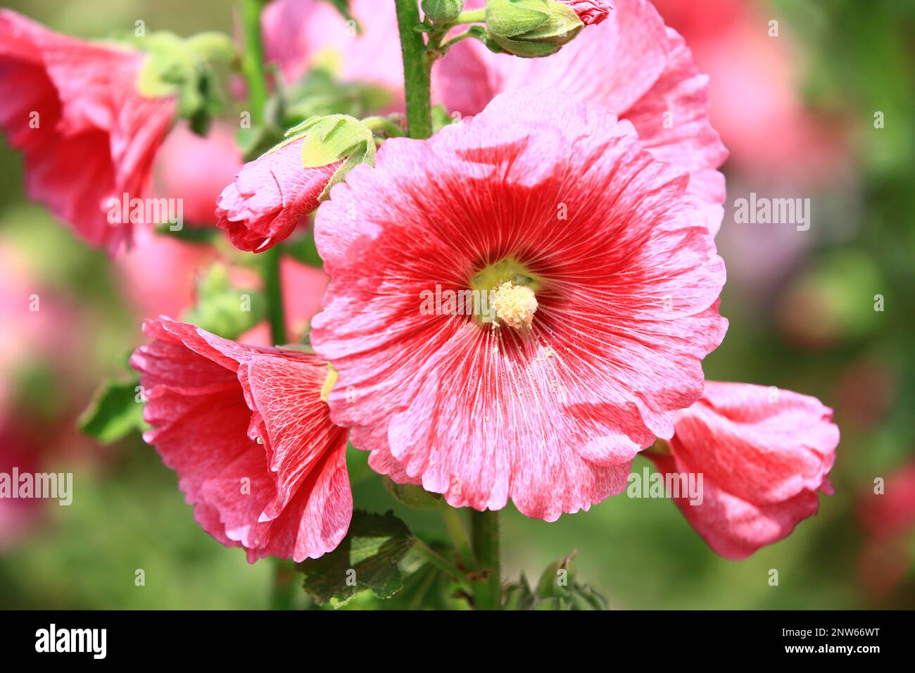Fiori rossi di Hollyhock (Alcea rosea), primo piano dei fiori colorati di Hollyhock fiorire nel giardino Foto Stock