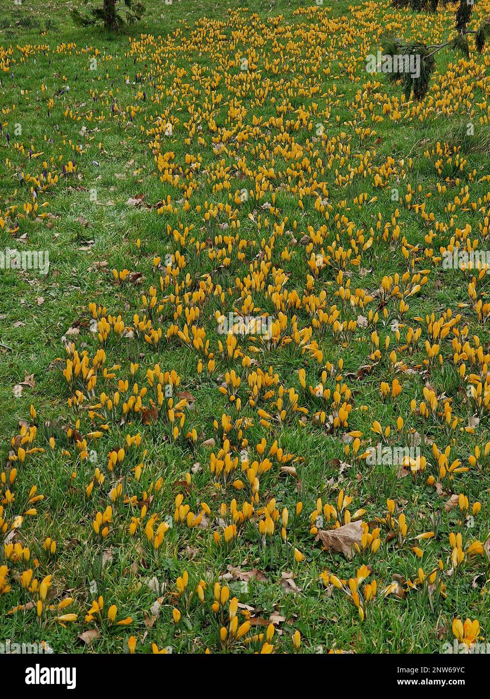 Fiori invernali di grande Crocus giallo dorato olandese visto crescere nel prato verde. Foto Stock