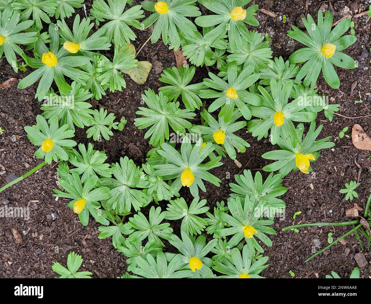 Fiori gialli e foglie verdi del bulbo invernale fiore Eranthis hyemalis o aconite invernale visto nel bordo del giardino. Foto Stock