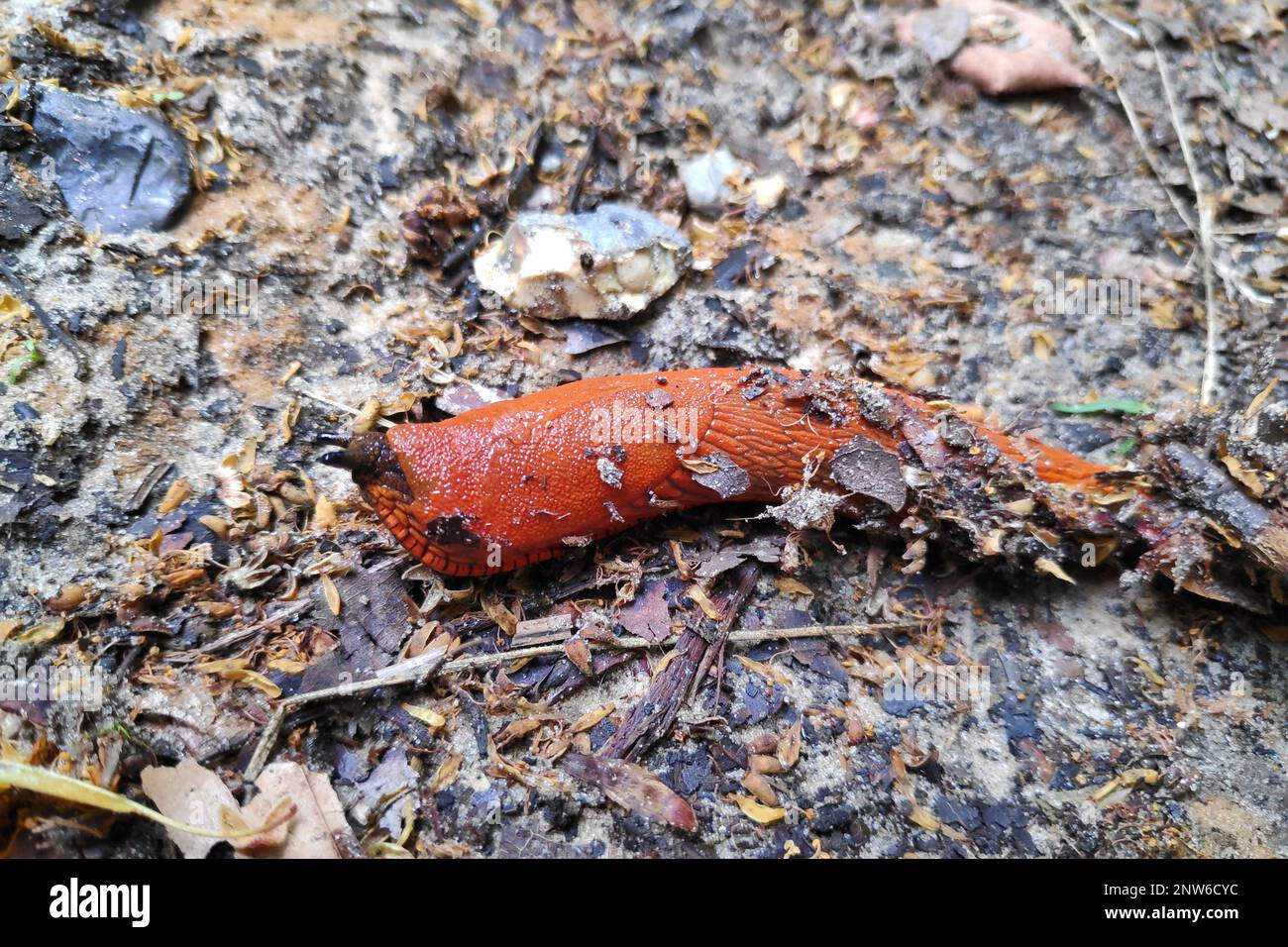 Il slug rosso (Arion rufus), noto anche come slug rosso grande, arion cioccolato e slug rosso europeo, è una specie di slug di terra della famiglia Arionidae Foto Stock