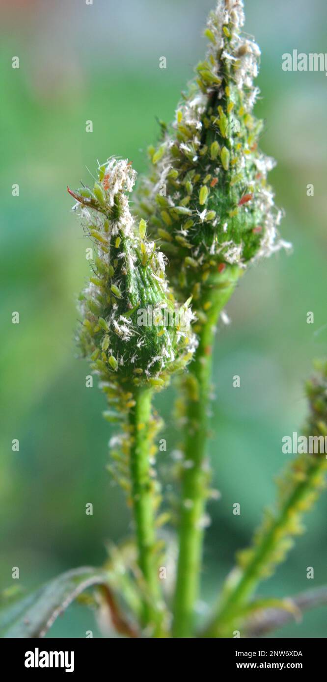 Sugli afidi di rosa (macrosiphum rosae) - parassiti erbivori Foto Stock