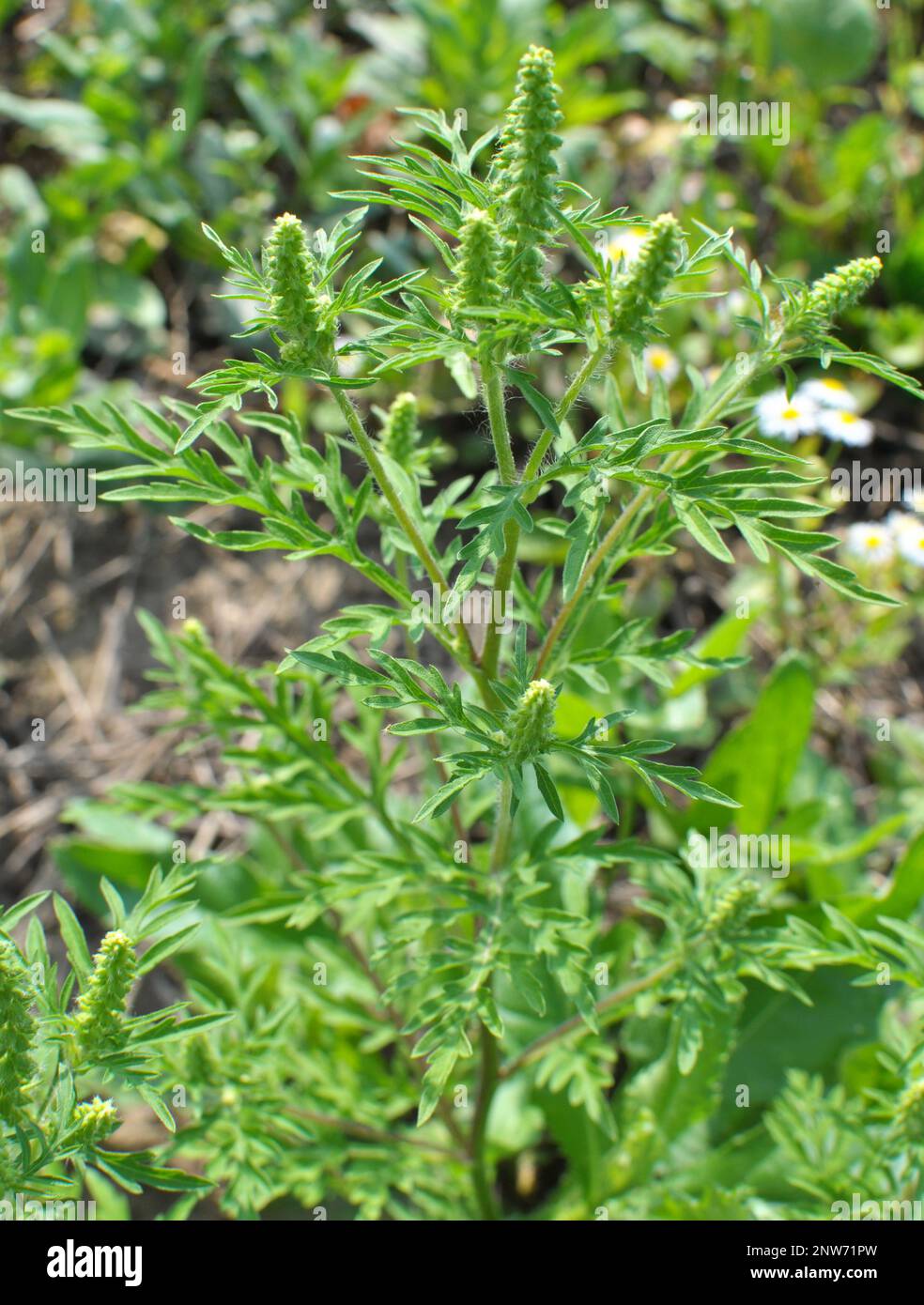 D'estate, il ragù (Ambrosia artemisiifolia) cresce in natura Foto Stock