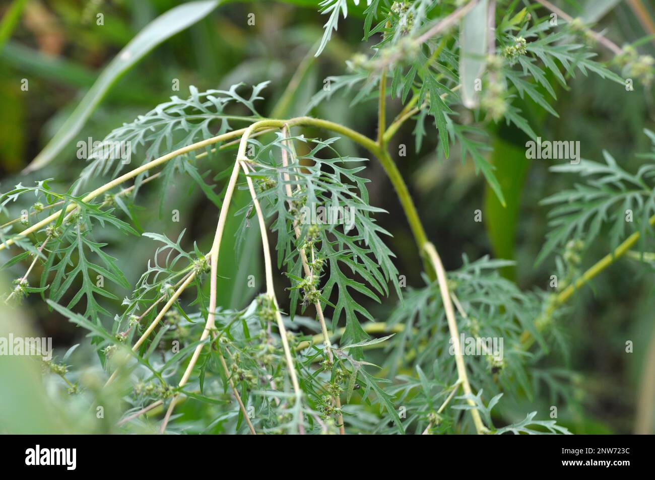 D'estate, il ragù (Ambrosia artemisiifolia) cresce in natura Foto Stock