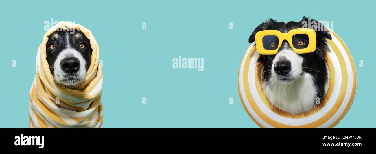 Banner estate animale domestico. Bordo collie cane all'interno di un gonfiabile e avvolto con un asciugamano giallo isolato su sfondo blu Foto Stock