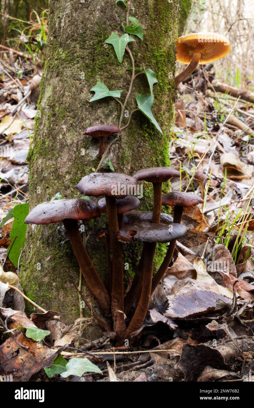 Funghi invernali Cortinarius cinnamomeus Foto Stock