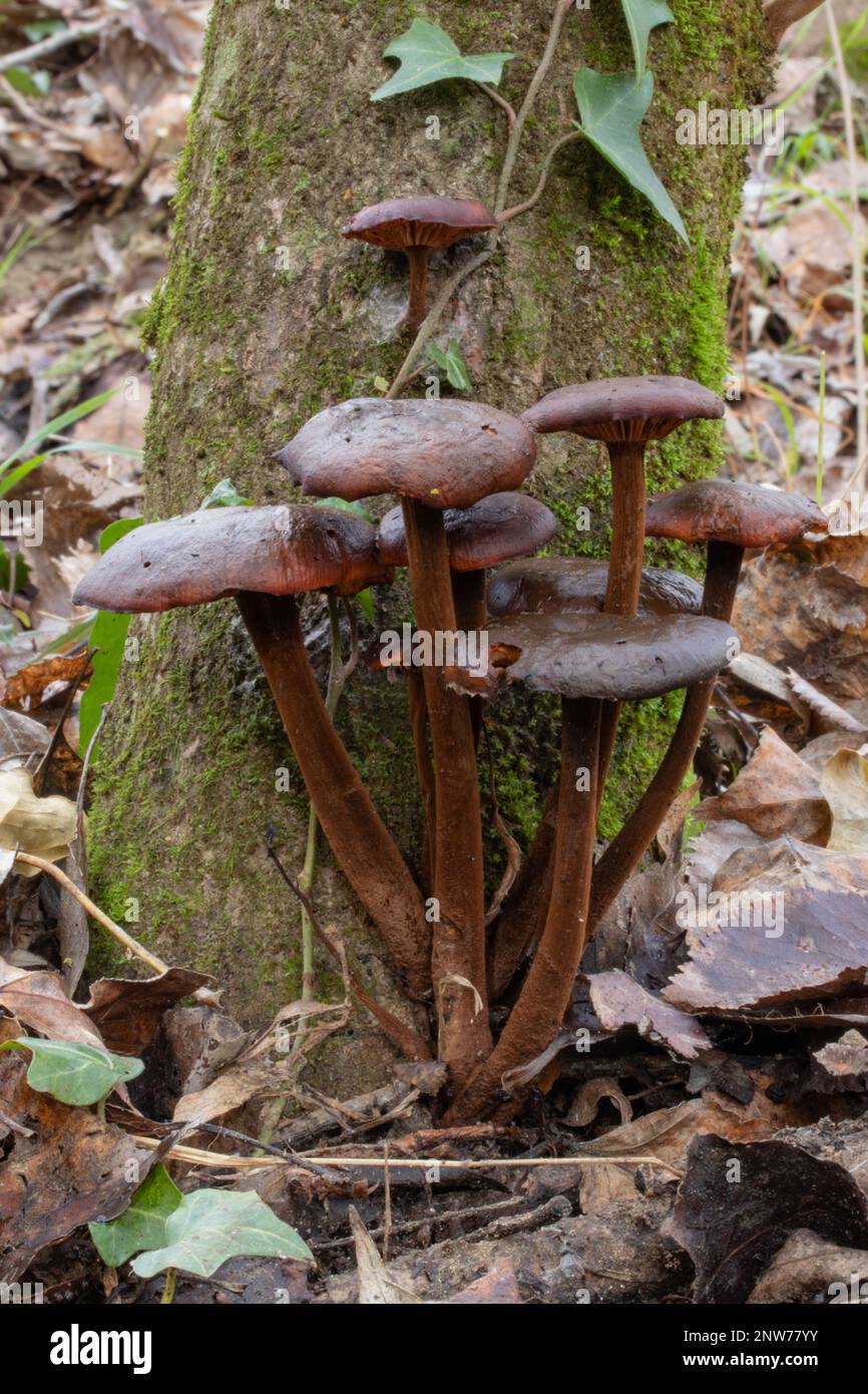 Funghi invernali Cortinarius cinnamomeus Foto Stock