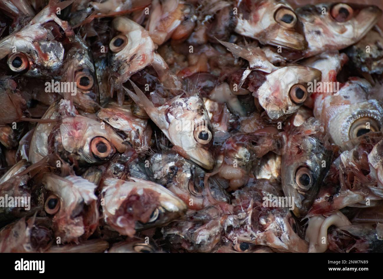 teste di sardine Foto Stock
