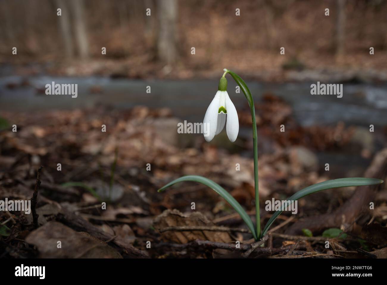 Fiore di neve solitario (Galanthus) fiorisce sulla riva del torrente nella foresta in inverno. Montagna. Europa. Foto Stock