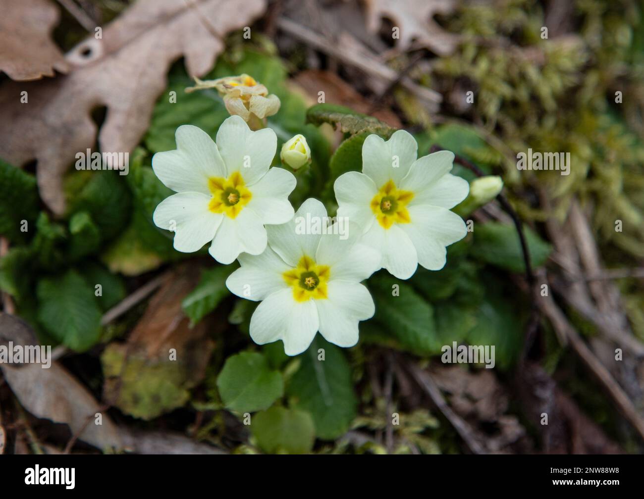 fiore di primula comune Foto Stock