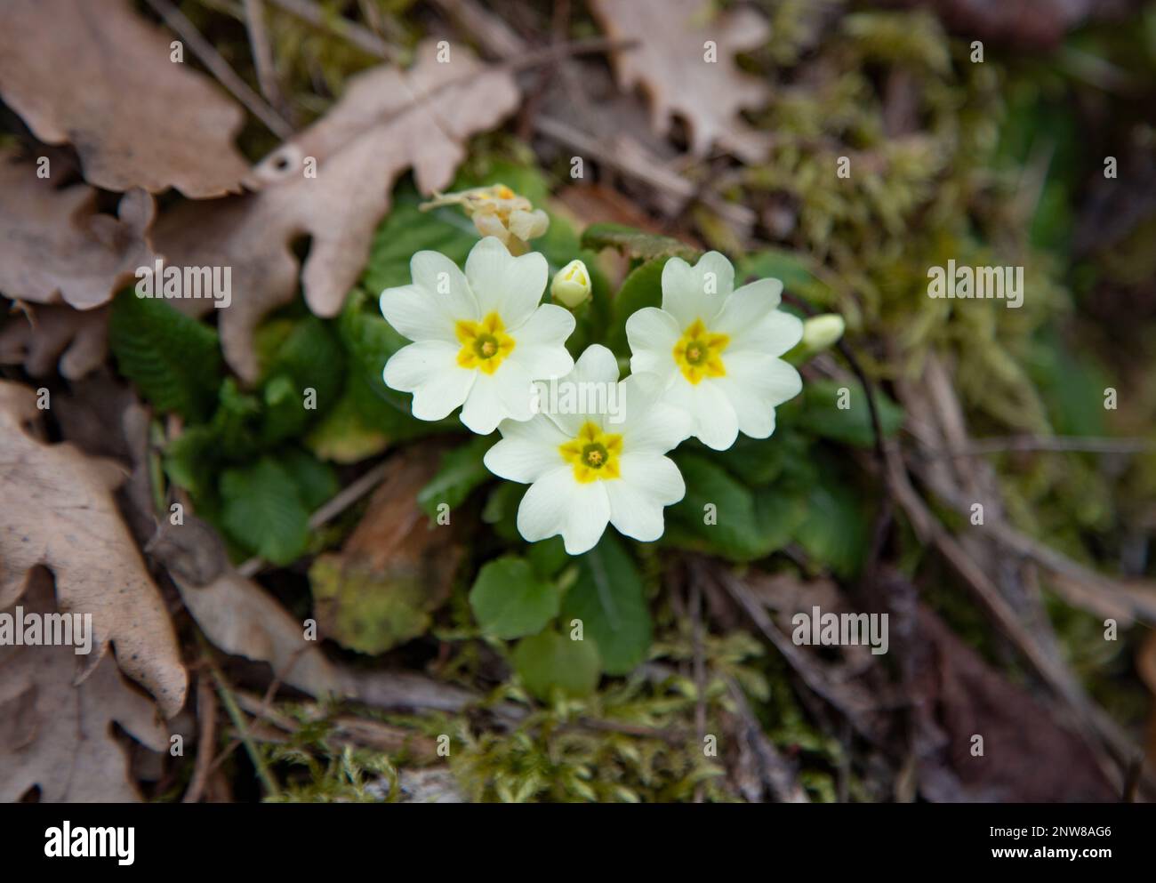 fiore di primula comune Foto Stock