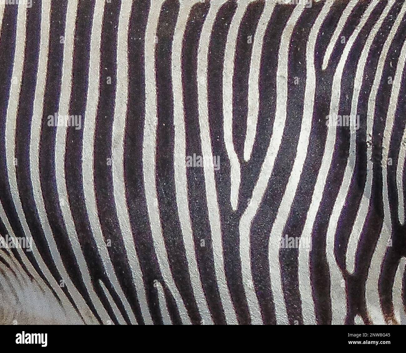 Strisce Zebra. Macro pelle zebra Foto Stock