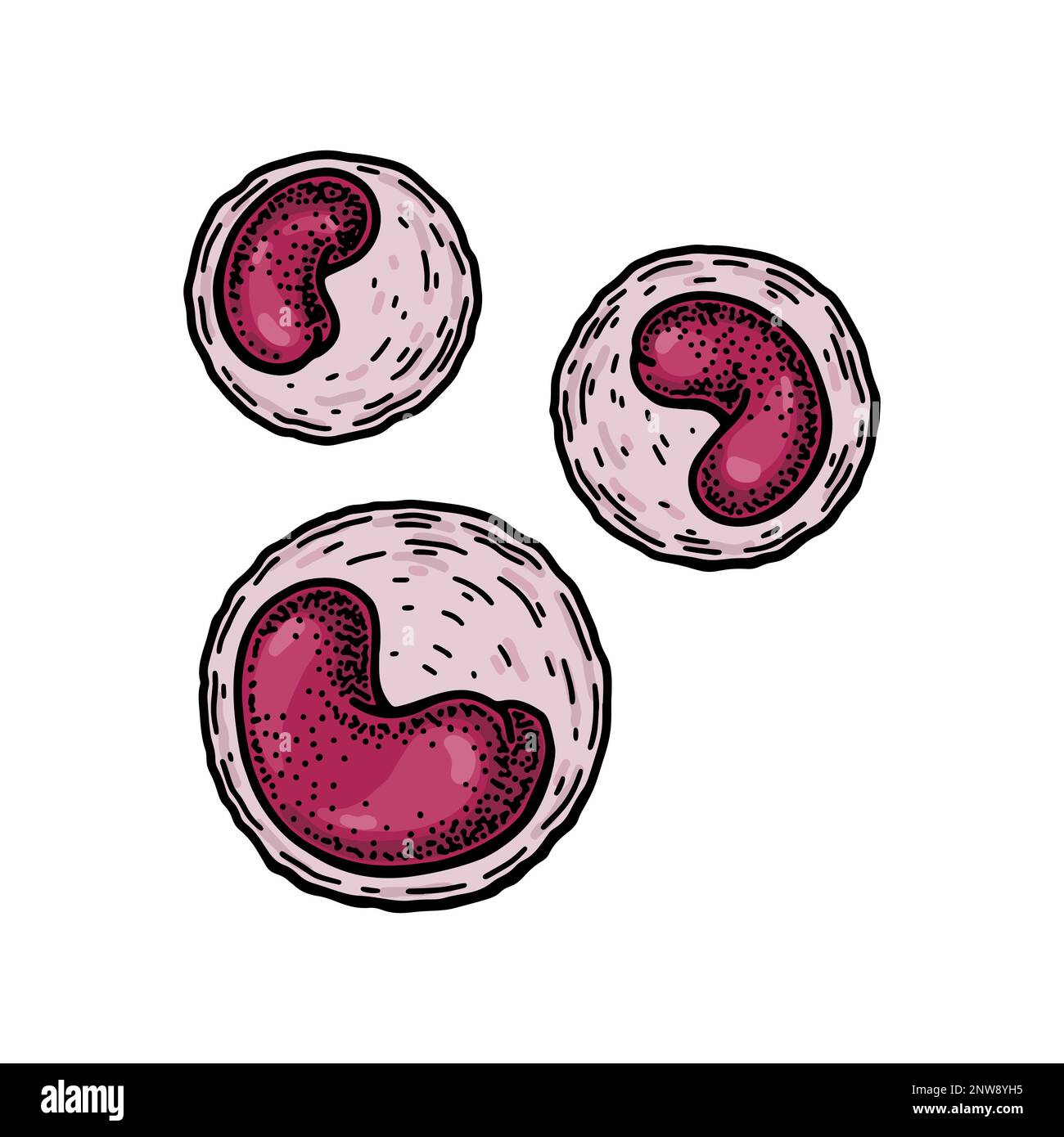 Leucociti monociti isolati su sfondo bianco. Illustrazione vettoriale per microbiologia scientifica disegnata a mano in stile schizzo Illustrazione Vettoriale