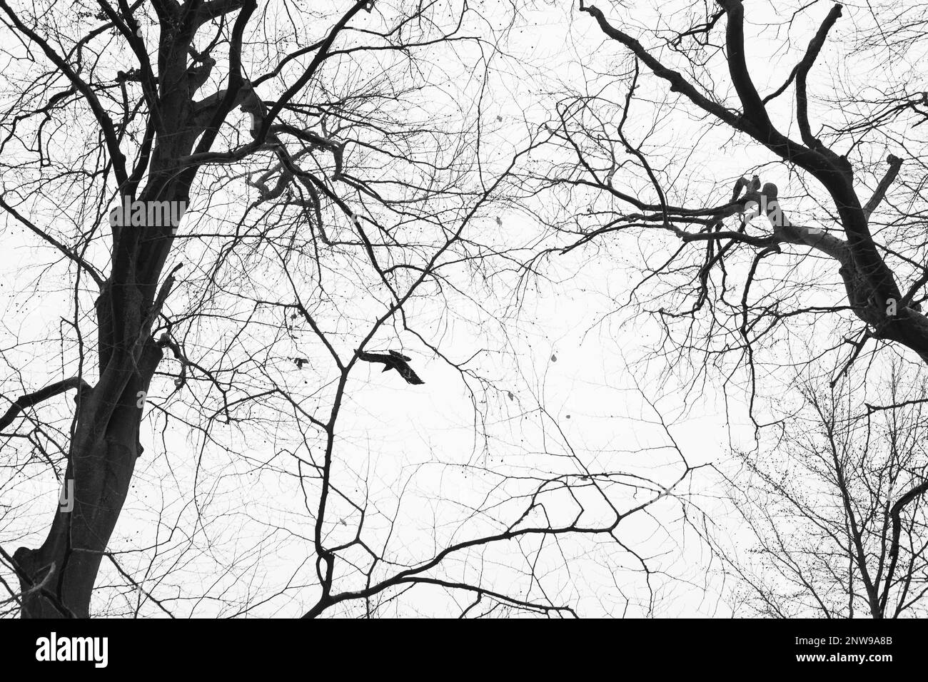 Un uccello vola sugli alberi senza foglie. Una scena drammatica nel cielo della stagione fredda. Foto Stock