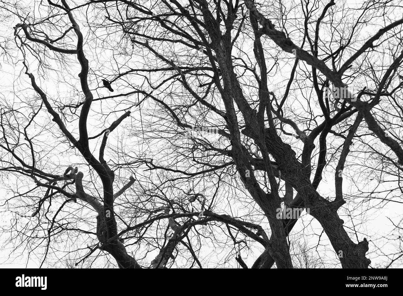 Un uccello siede su un albero senza foglie. Una scena drammatica nel cielo della stagione fredda. Foto Stock