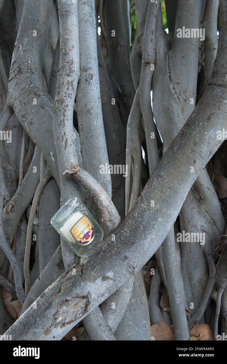 Qualcuno impassò con sconsideratezza una bottiglia di rum alle radici di un venerabile albero baniano nel Parco Kapioiani, Honolulu, Oahu, Hawaii. Foto Stock
