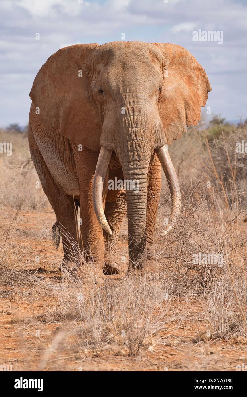 Un elefante africano di toro adulto (Loxodonta africana), chiamato Umoja dal trust di Amboseli per gli elefanti (ATE) Foto Stock