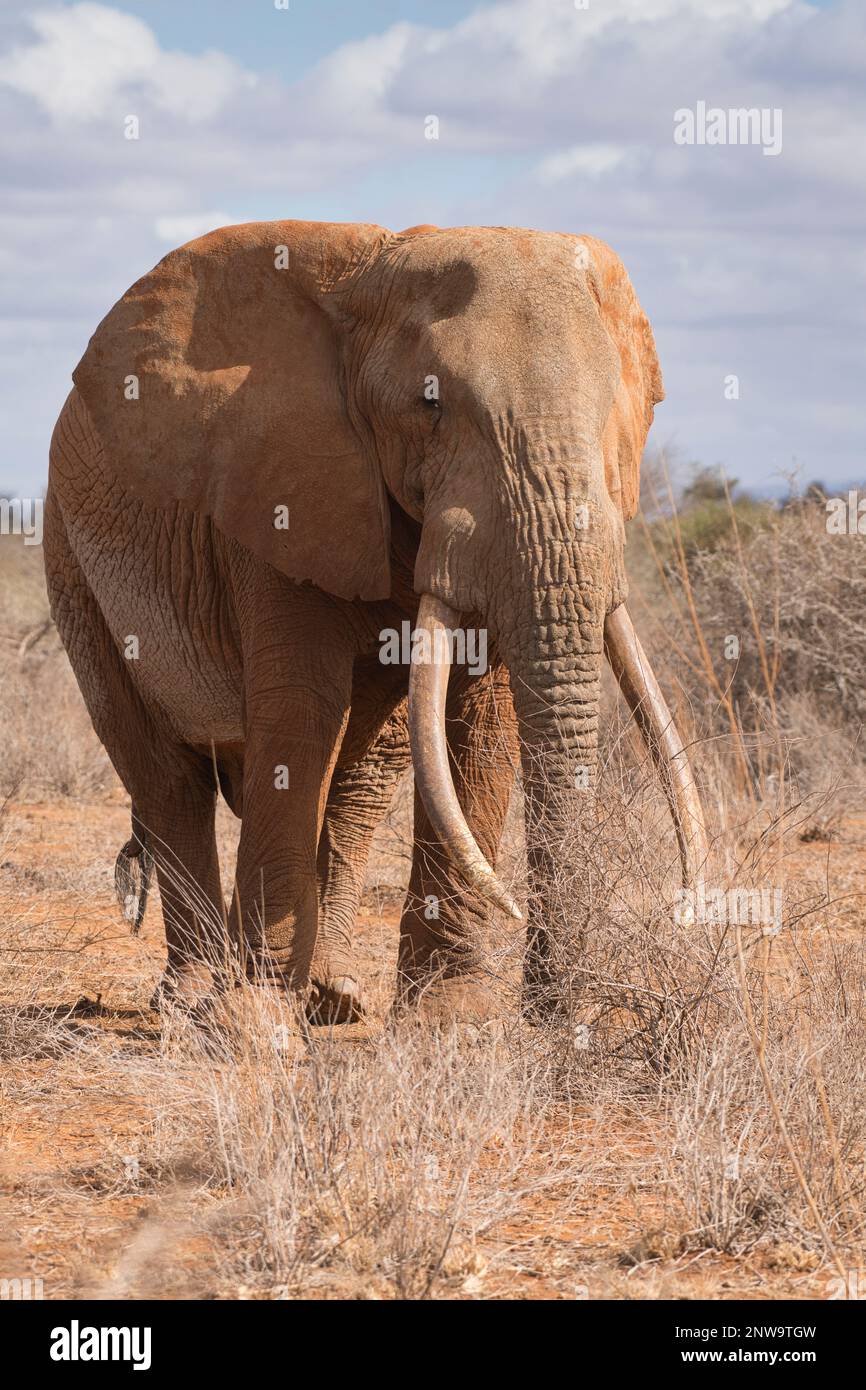 Un elefante africano di toro adulto (Loxodonta africana), chiamato Umoja dal trust di Amboseli per gli elefanti (ATE) Foto Stock
